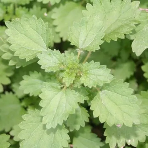 thumbnail for publication: Fireweed (Heartleaf Nettle) Control in Pastures